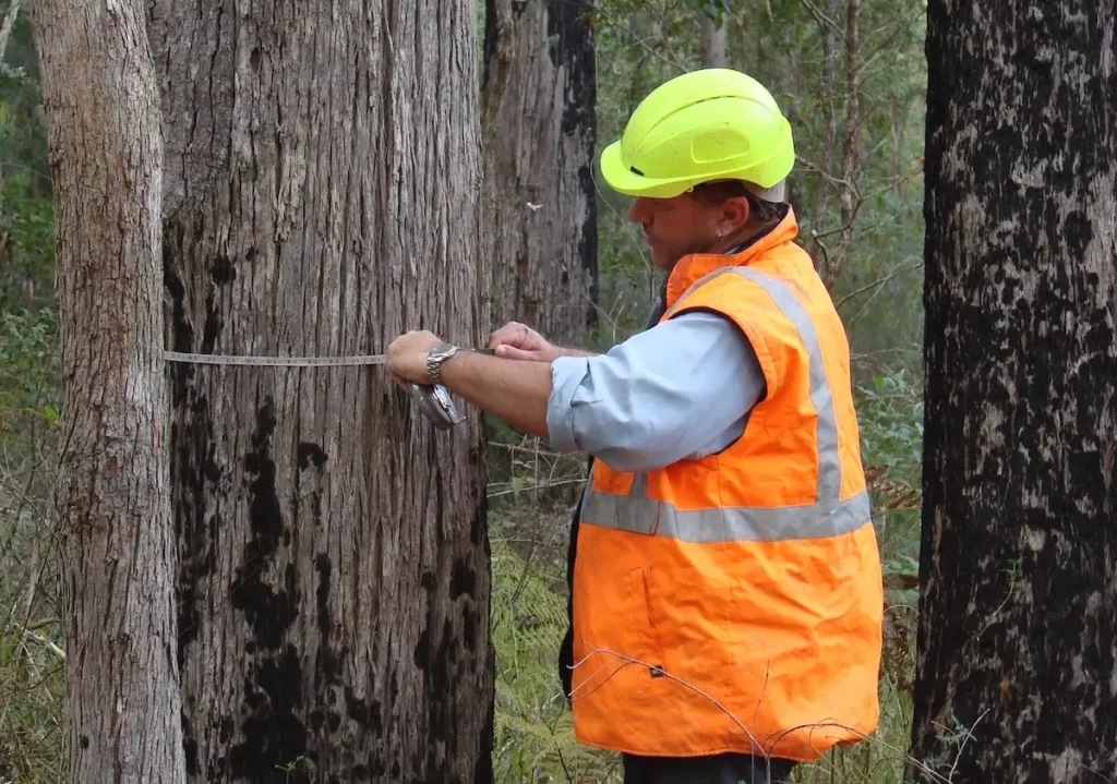 A person in an orange safety vest and yellow hard hat measures the circumference of a tree with a tape measure in a forest setting. The trees have dark, irregular markings on their bark.