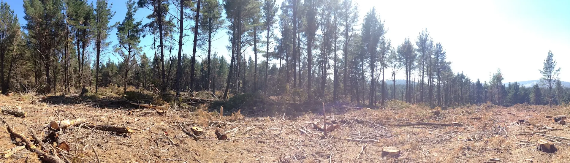 Panoramic view of a forest with trees scattered across a landscape. Several tree stumps and fallen branches indicate recent deforestation. Sunlight filters through the trees, casting shadows on the brown, dry ground. Hills are visible in the distance.