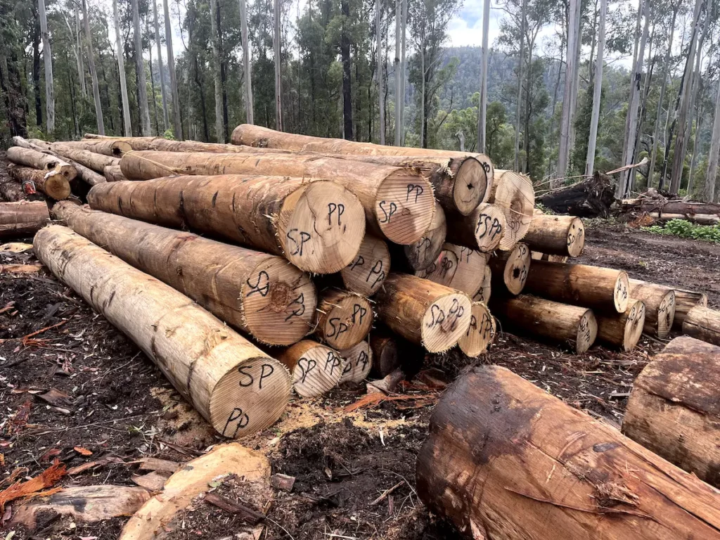A stack of large, felled logs in a forest clearing, each marked with "SP". The logs are piled on top of each other, surrounded by tall trees and a forested landscape in the background. The ground is covered with bark and wood debris.