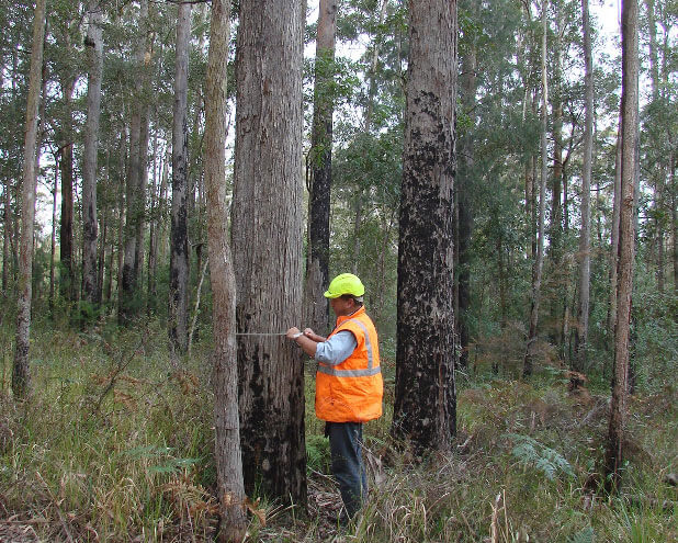 Independent Timber Appraisal