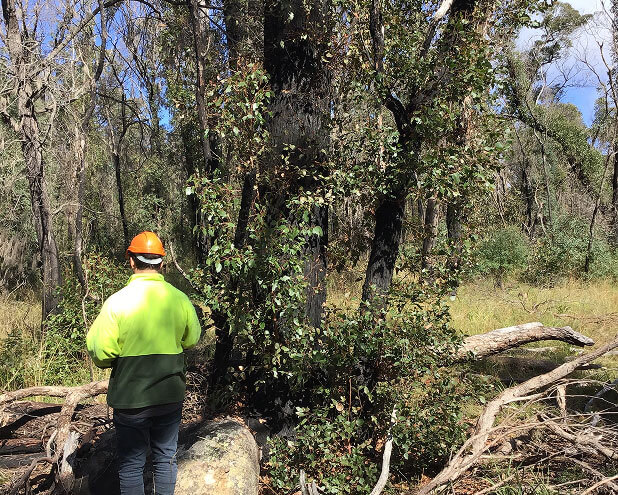 Dryland Salinity Species Trials